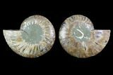 Sliced Ammonite Fossil - Agatized #124985-1